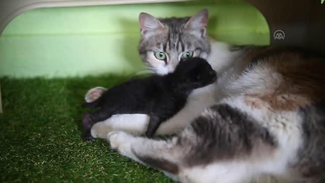 Anne kedi ile minik yavrusuna mescit “yuva” oldu