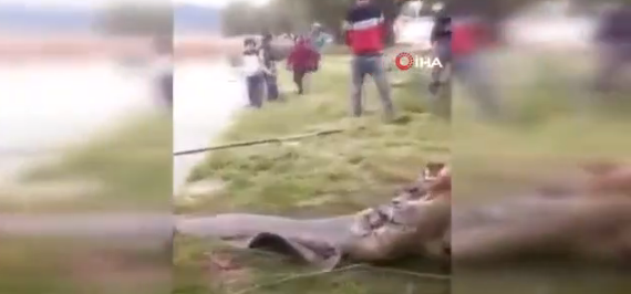 İzmir’de 55 kiloluk dev yayın balığı yakalandı