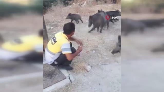Belediye işçisi, yaban domuzlarını elleriyle besledi