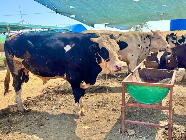 İzmir’de kurban kesim fiyatları açıklandı