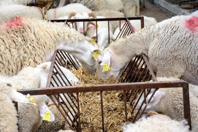 İzmir Büyükşehir Belediyesinden 34 üreticiye daha hayvan desteği