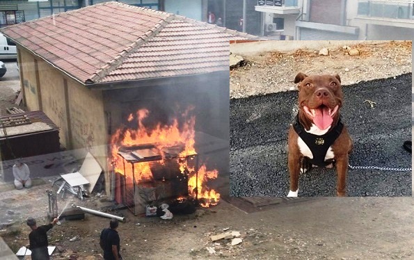 İzmir’de bir köpeğin yakılarak öldürülmesine ilişkin dava başladı