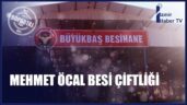 MEHMET ÖCAL BESİ ÇİFTLİĞİ