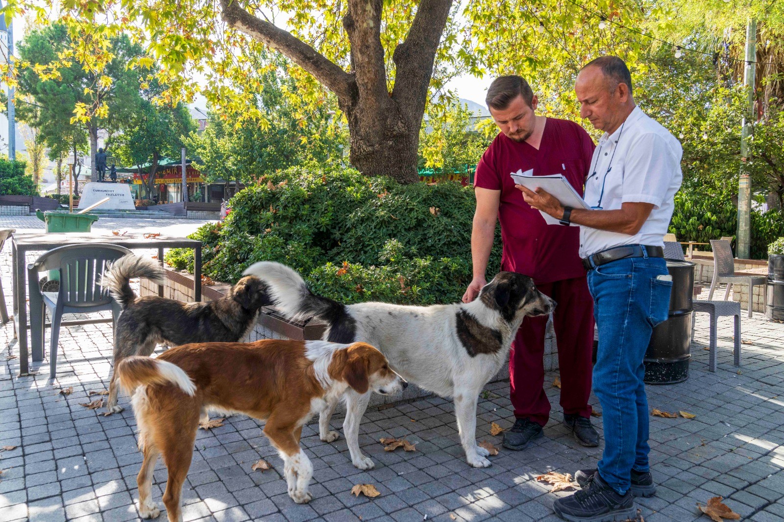 İzmir’de Sahipsiz Köpek Popülasyonu Yönetimi İçin Sayım Başladı