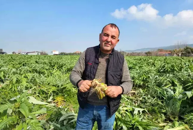 Urla’da Don Olayı Sakız Enginarı Üreticilerini Vurdu