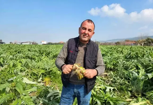 Urla’da Don Olayı Sakız Enginarı Üreticilerini Vurdu