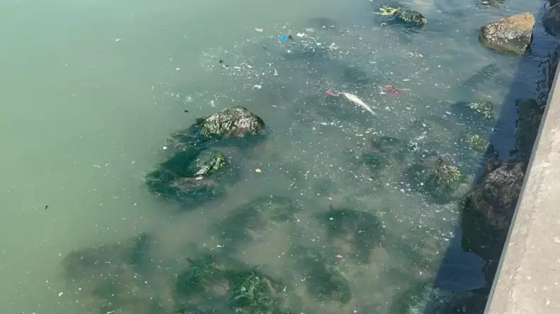 İzmir Körfezi’nde Balık Ölümleri ve Kirlilik
